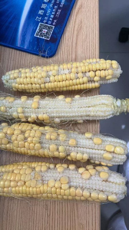 【中秋节福利玉米🌽🌽🌽🌽到了】是新鲜的玉米哟，每人1小袋（5斤)，速度带回家吧@所有人尼玛，这就是发给我们的中秋节福利-玉米🌽